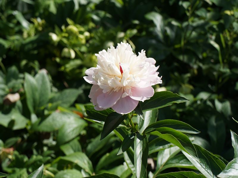 DSC01145_R.jpg