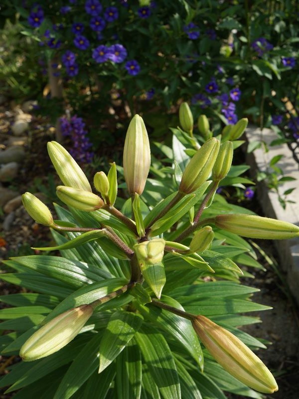 DSC01203_R.jpg