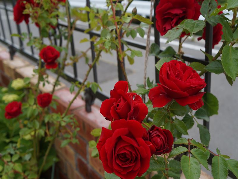 DSC01227_R.jpg