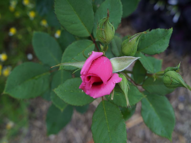 DSC01234_R.jpg