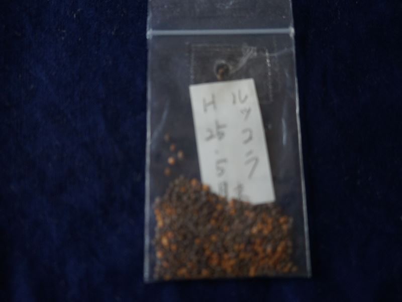 ルッコラの種