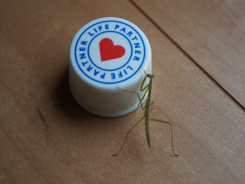 カマキリの赤ちゃん