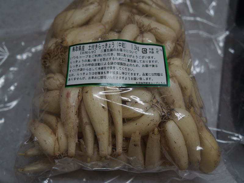 鳥取のラッキョウ