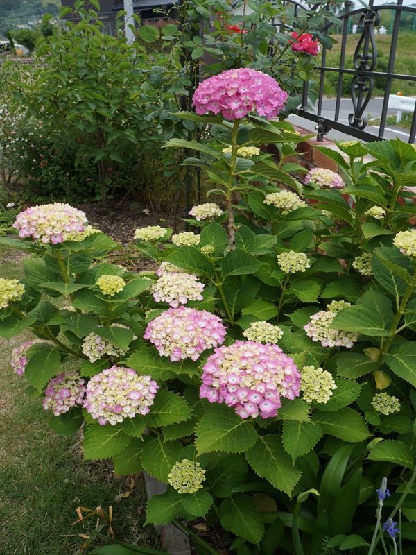 紫陽花