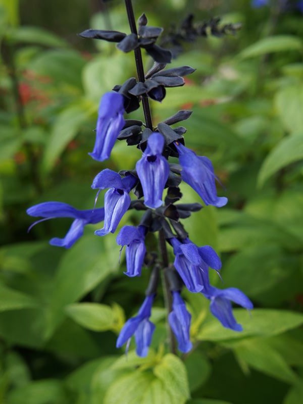 DSC01382_R.jpg