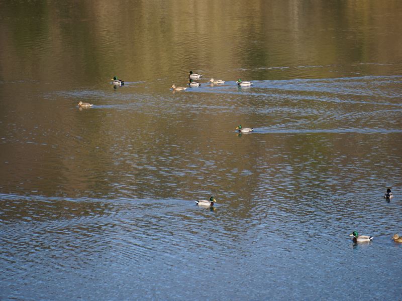 池のカモたち
