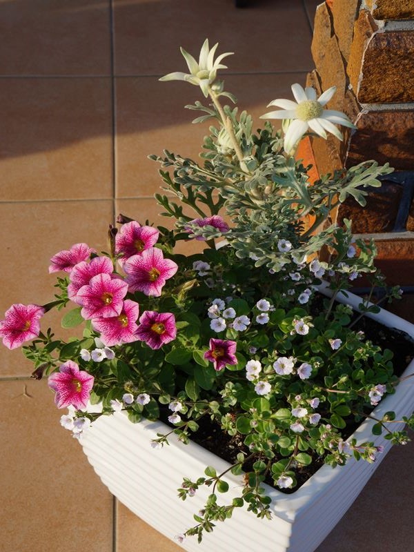 寄せ植え