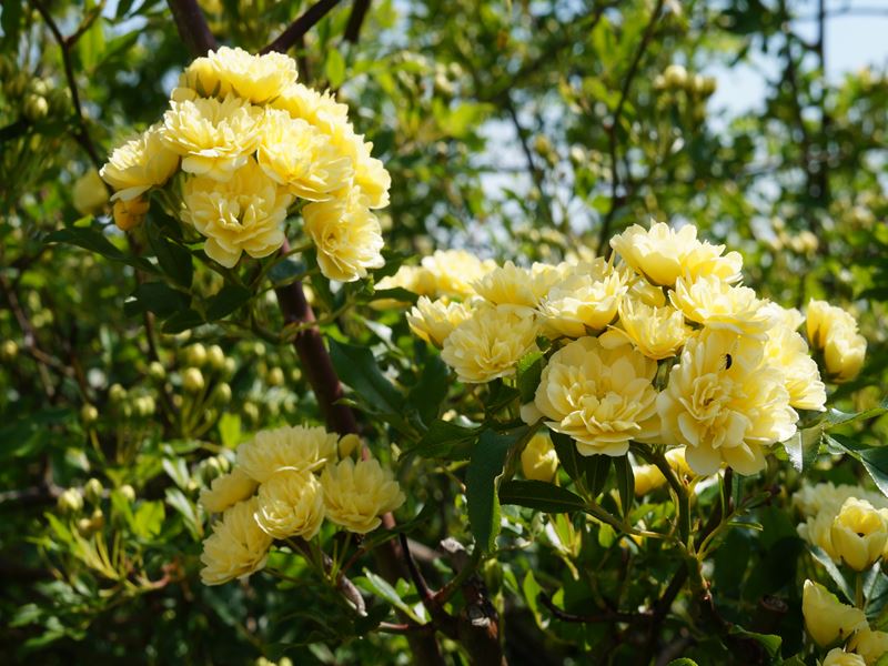 温野菜