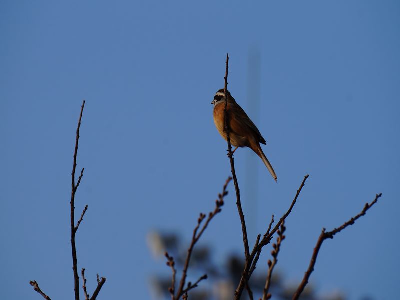 桜の木に止まってる小鳥