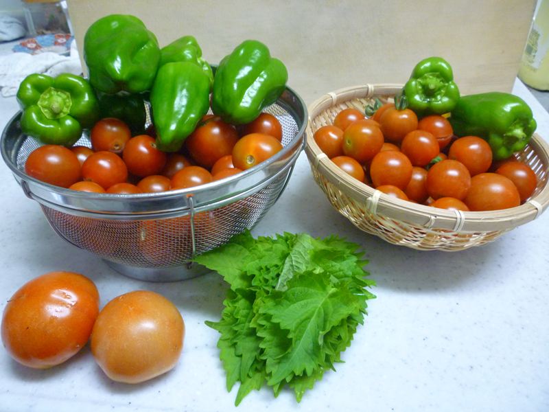 収穫した野菜