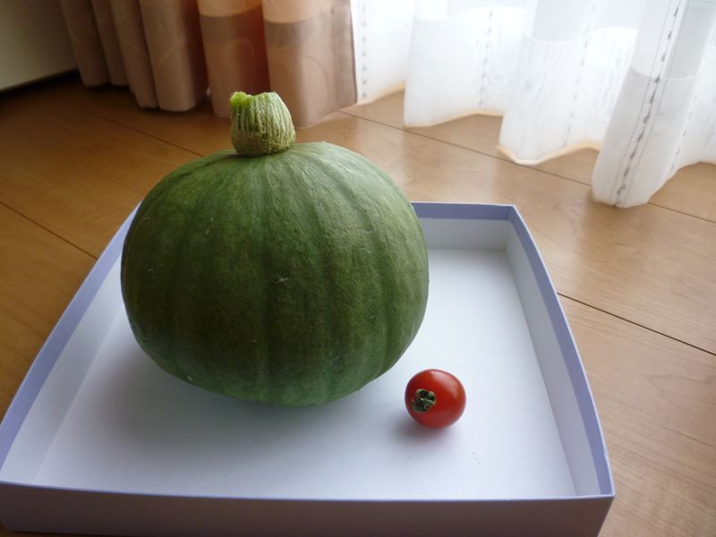 かぼちゃの収穫