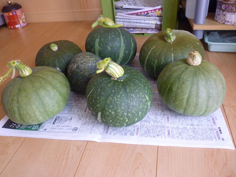かぼちゃの収穫