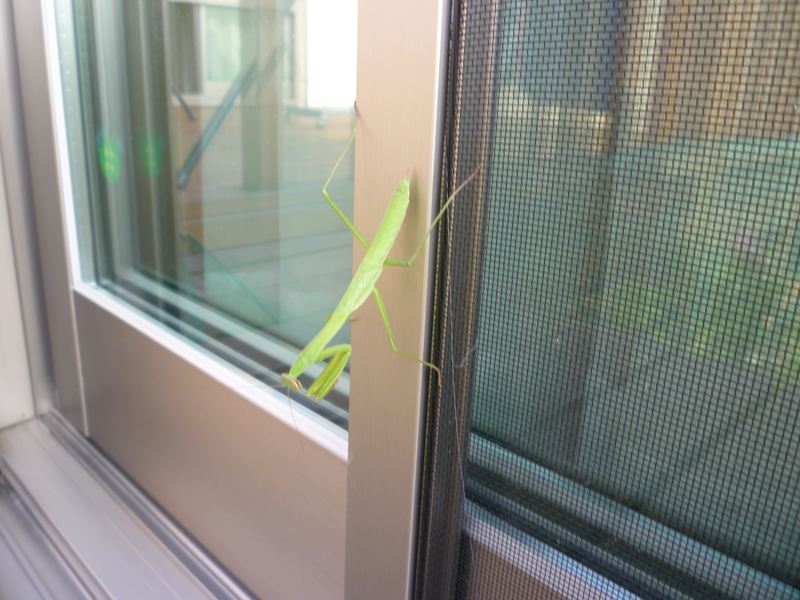 カマキリ