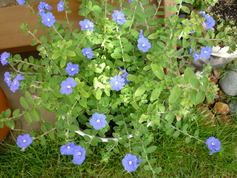 P1000963_R.jpg