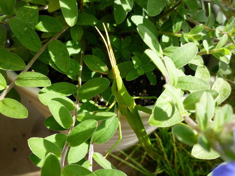 P1000964_R.jpg