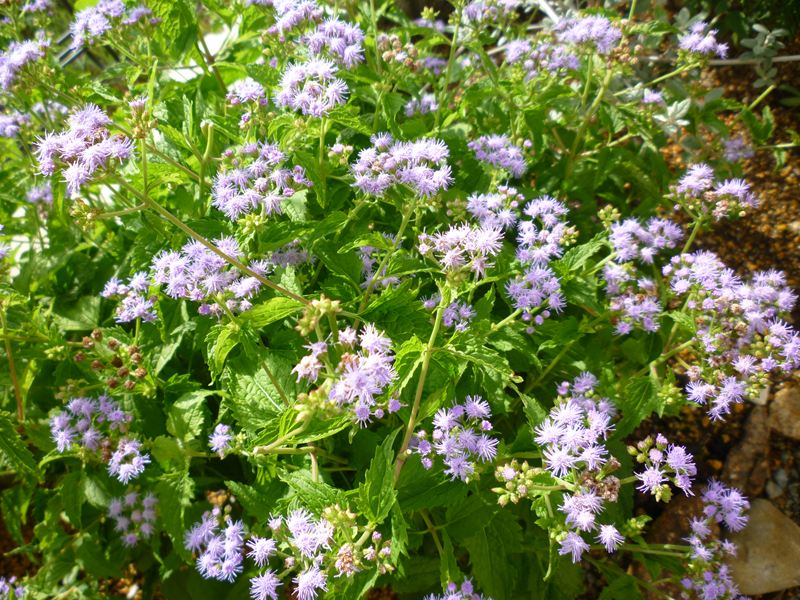P1000967_R.jpg