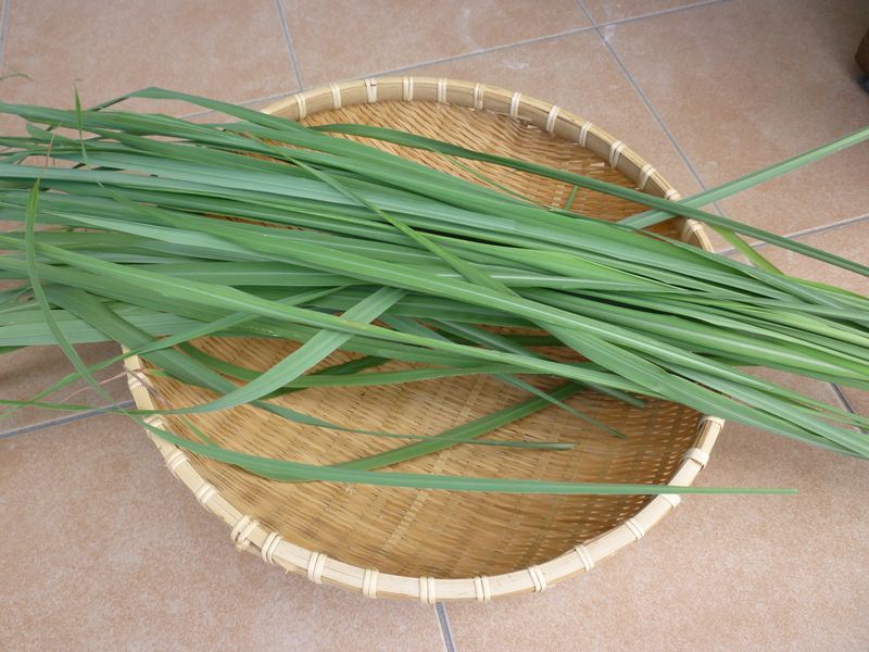 P1010053_R.jpg