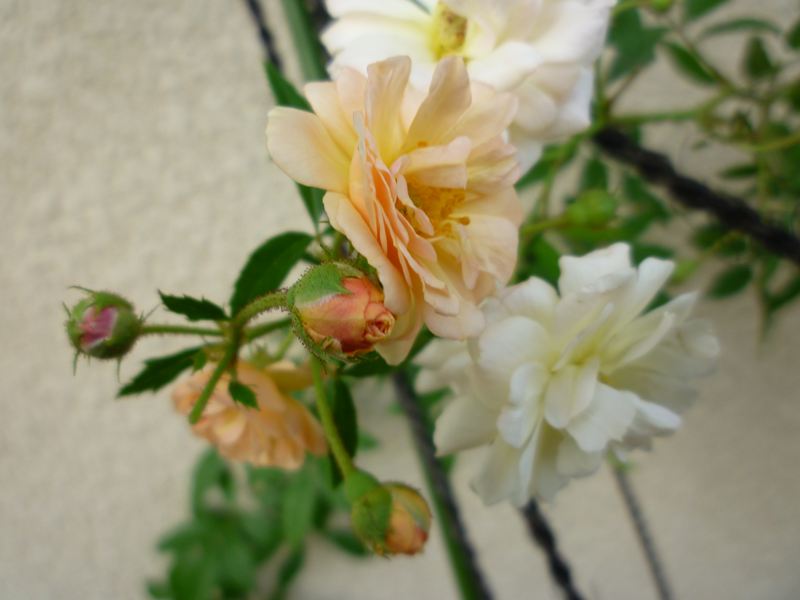 P1010069_R.jpg