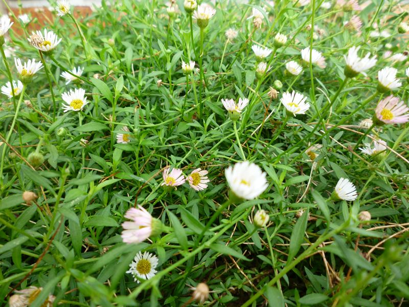 P1010071_R.jpg