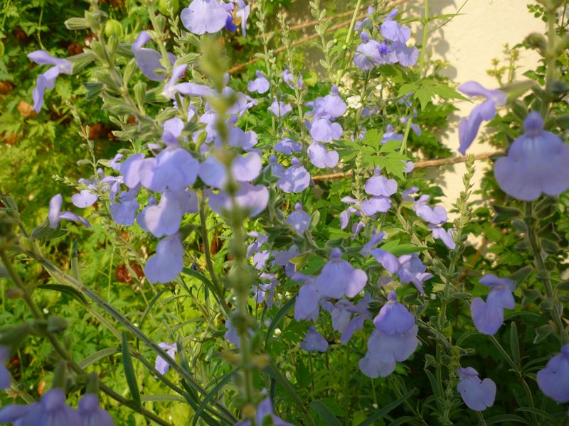 P1010072_R.jpg