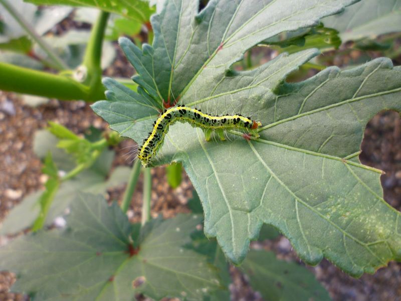オクラに付いた虫