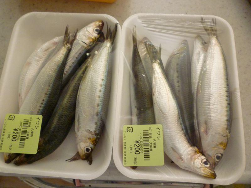捕れたての鰯