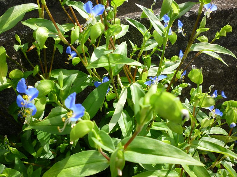 つゆ草