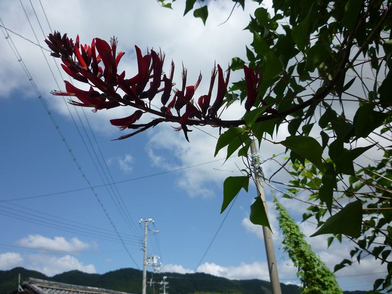 名も知らぬ花?
