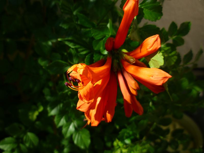 P1010141_R.jpg