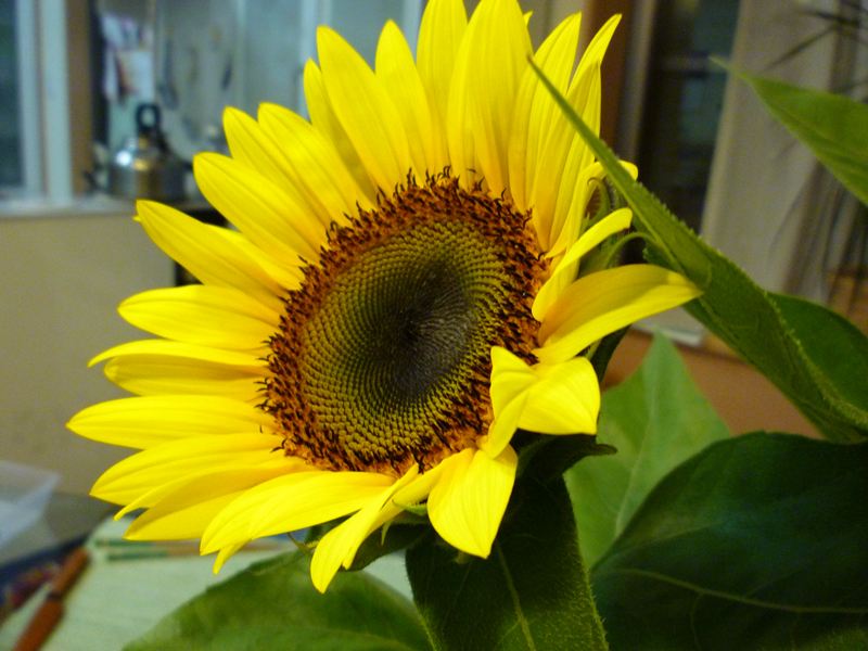 P1010163_R.jpg