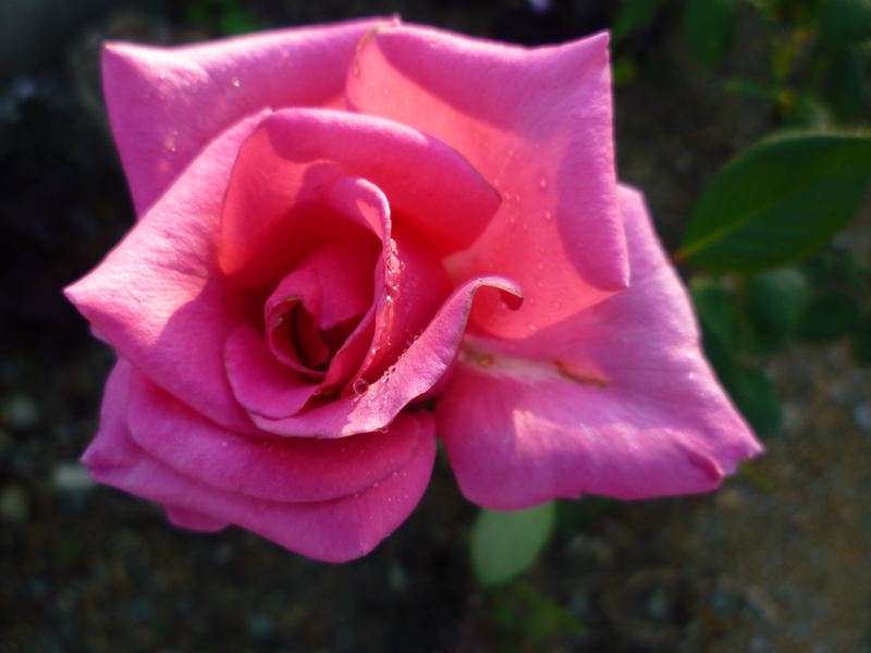 P1010250_R.jpg