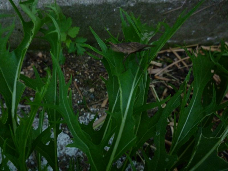 この虫?