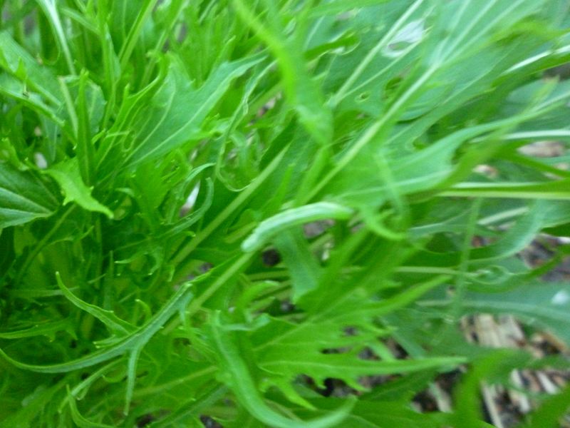 水菜に青虫が・・