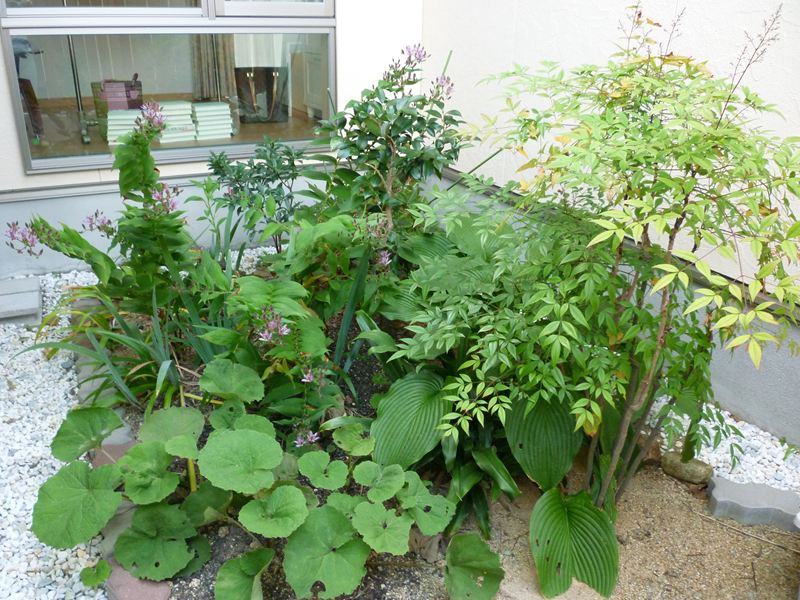 中庭の花