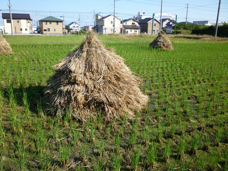 P1010378_R.jpg