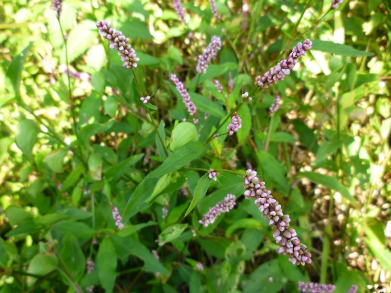 P1010379_R.jpg
