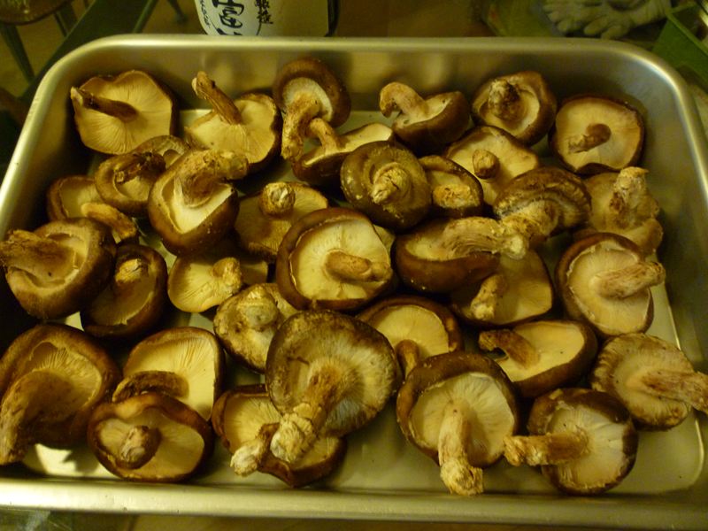 P1010390_R.jpg