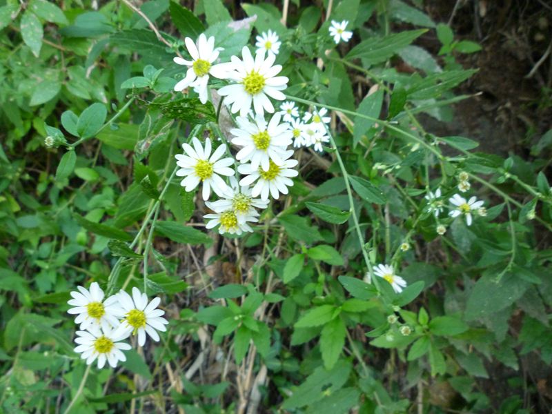 小菊