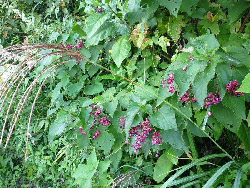 P1010398_R.jpg