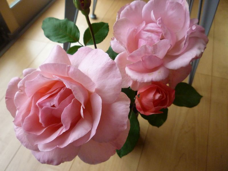 P1010593_R.jpg