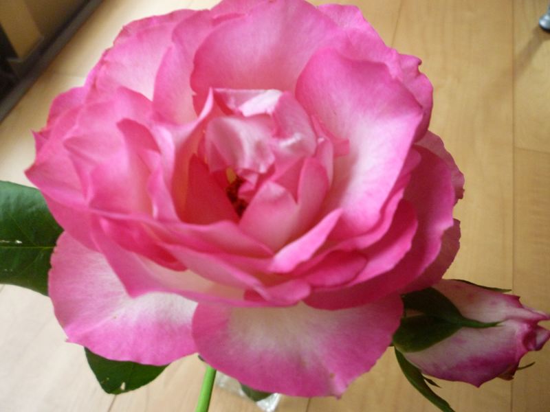 P1010594_R.jpg