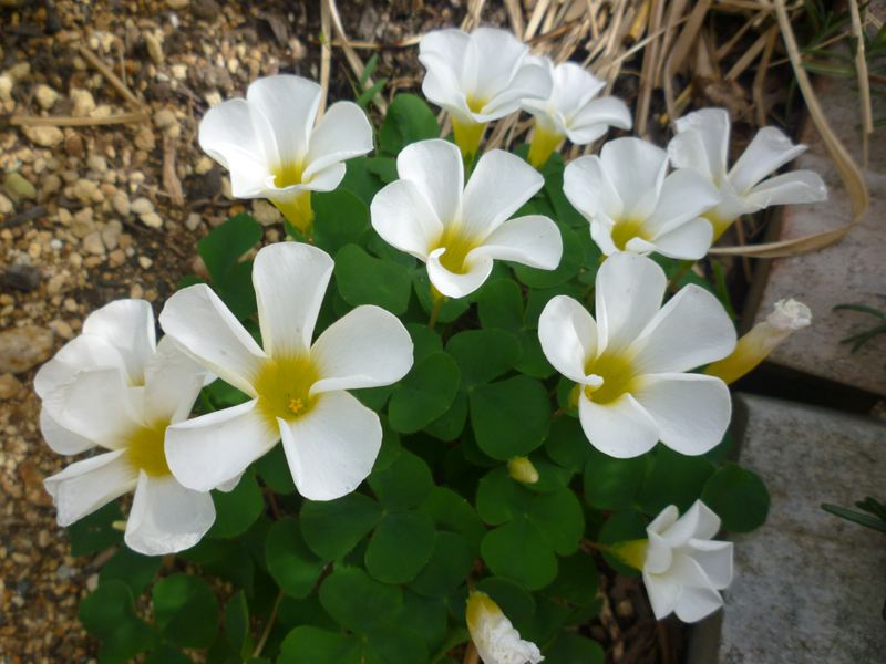 P1010632_R.jpg