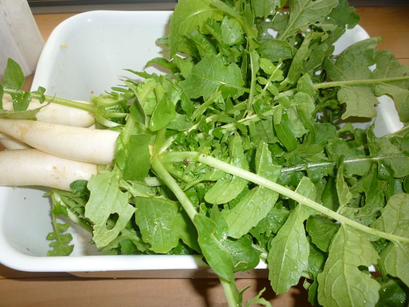 P1010639_R.jpg