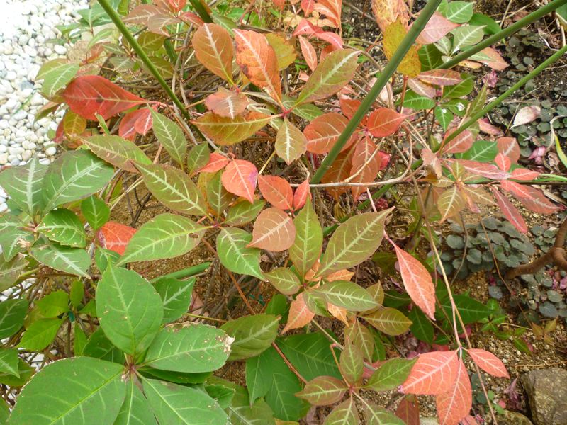 我が家の中庭の紅葉