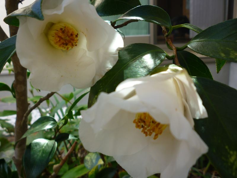 山茶花