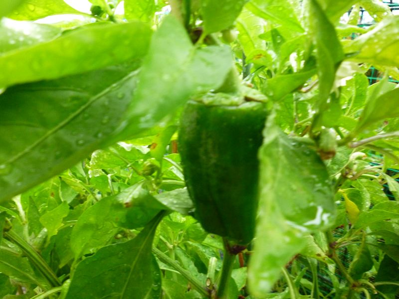 P1010677_R.jpg