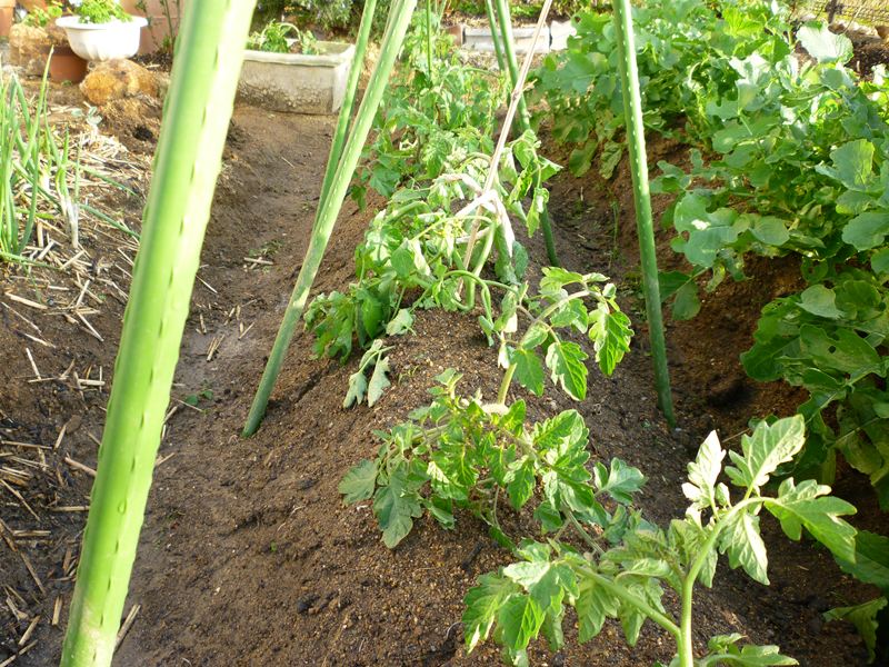 植え替えてみたトマトの苗?
