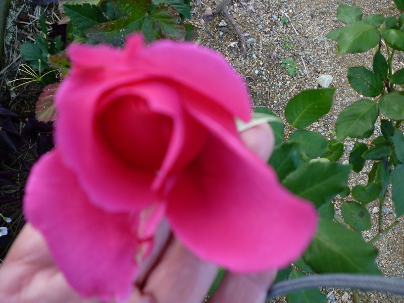 寒い中を咲いた薔薇