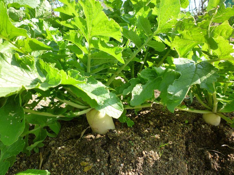植えて2か月の大根
