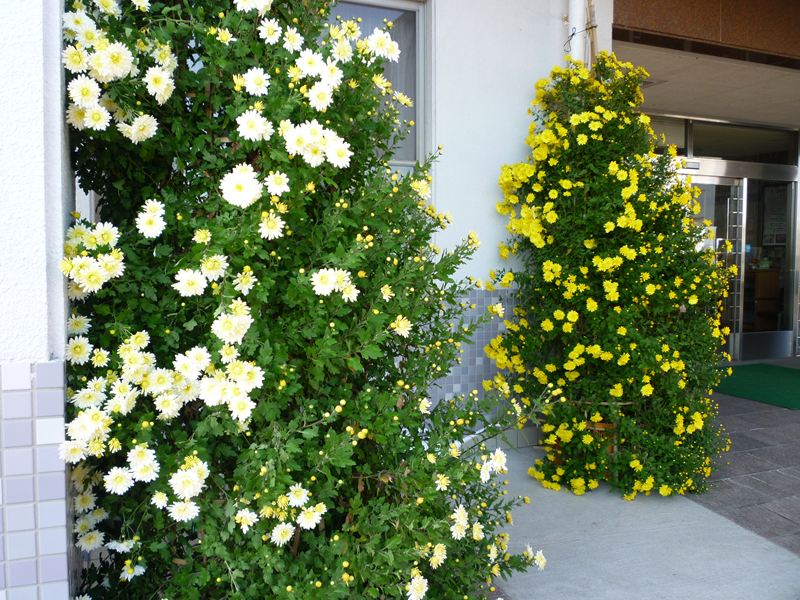 立派な菊の花